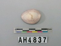 藏品(貝殼)的圖片